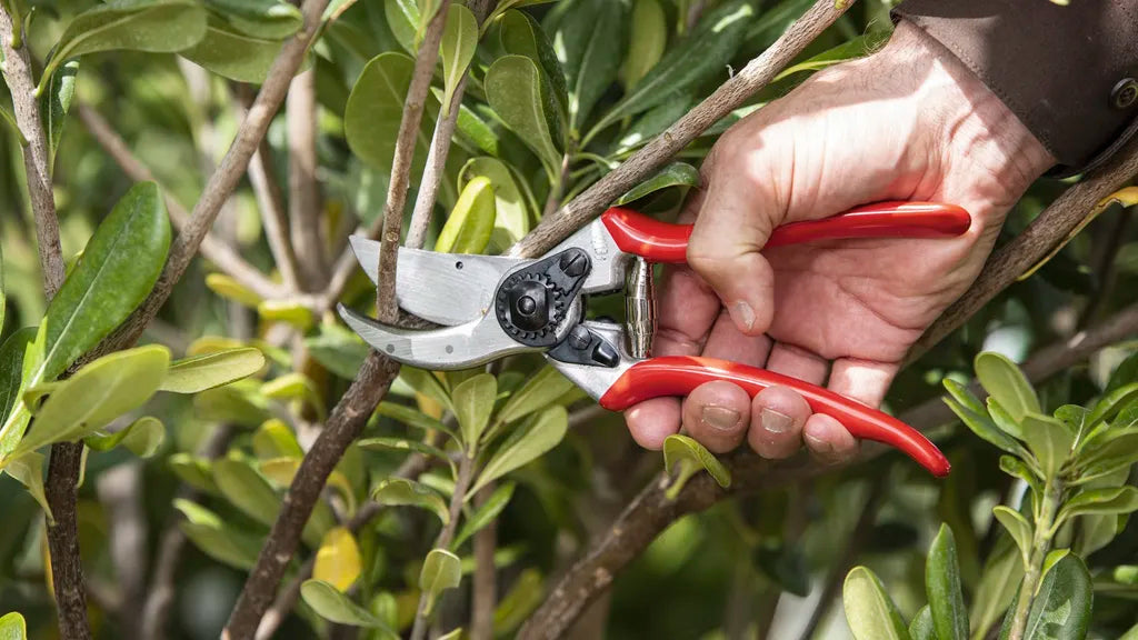 I’ve Had My Felco F2 Pruners Since My First Day as a Professional Gardener, and I Still Use Them Over a Decade Later