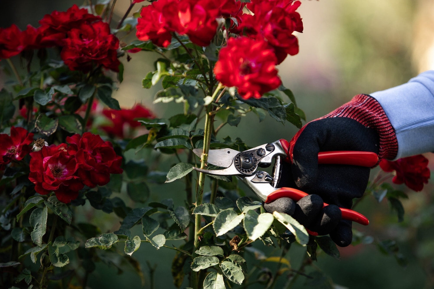 How to Prune Roses: Step by Step Guide for Healthier Blooms