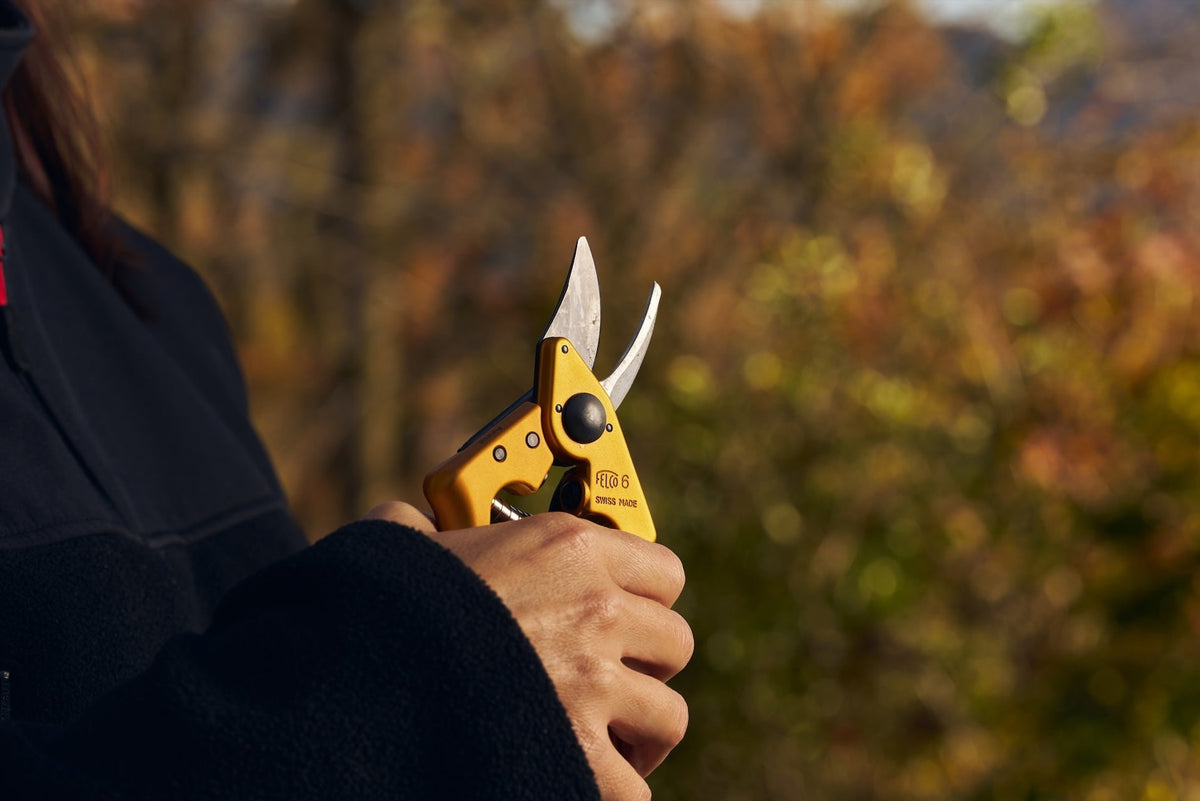 Sonoma County Pruning Championship Launches “Quality Award” with Custom Gold FELCO 6 Pruners