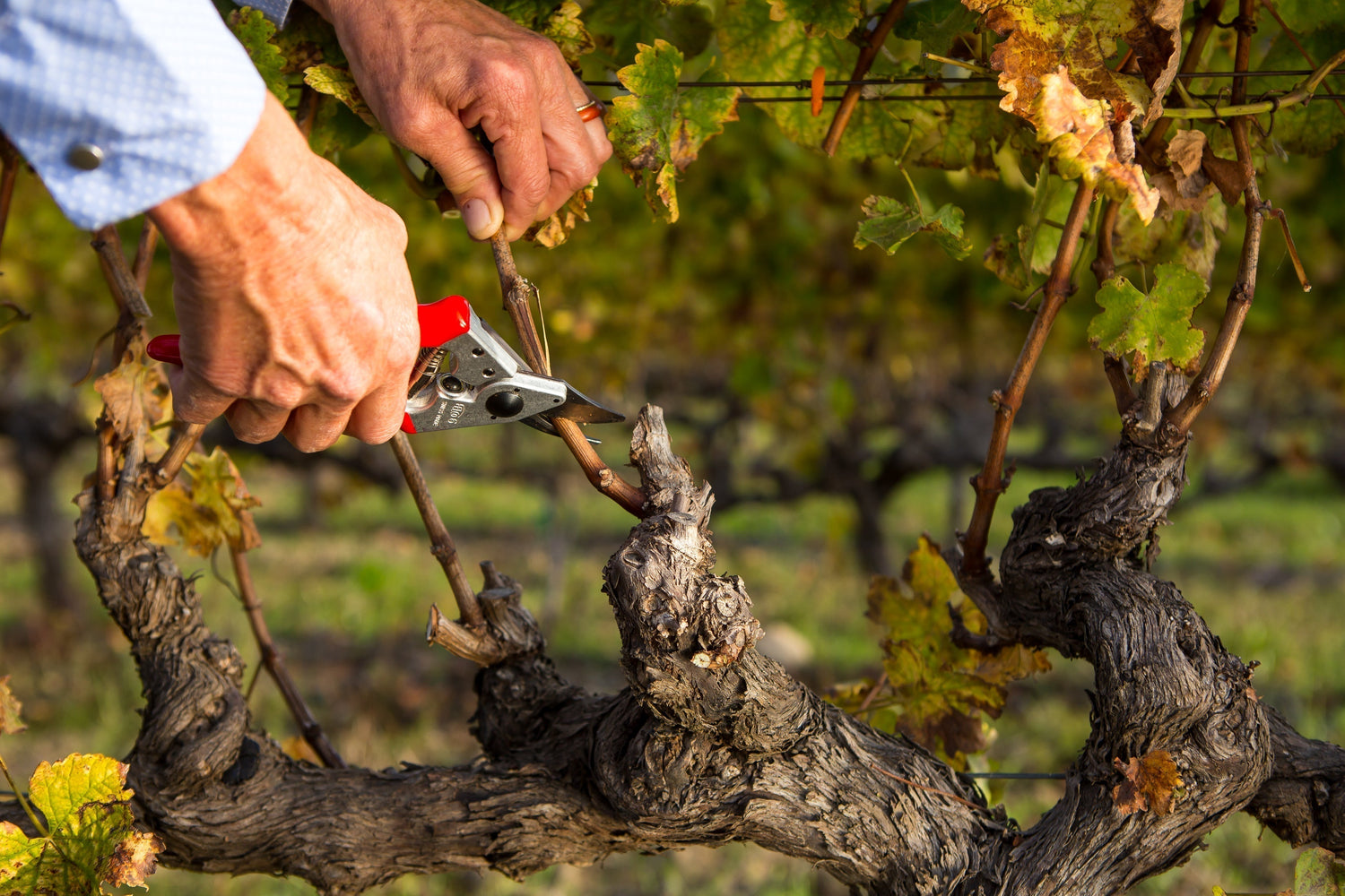 FELCO Marks More Than 80 Years of Supporting Farmworkers and Vineyard Pruning Excellence