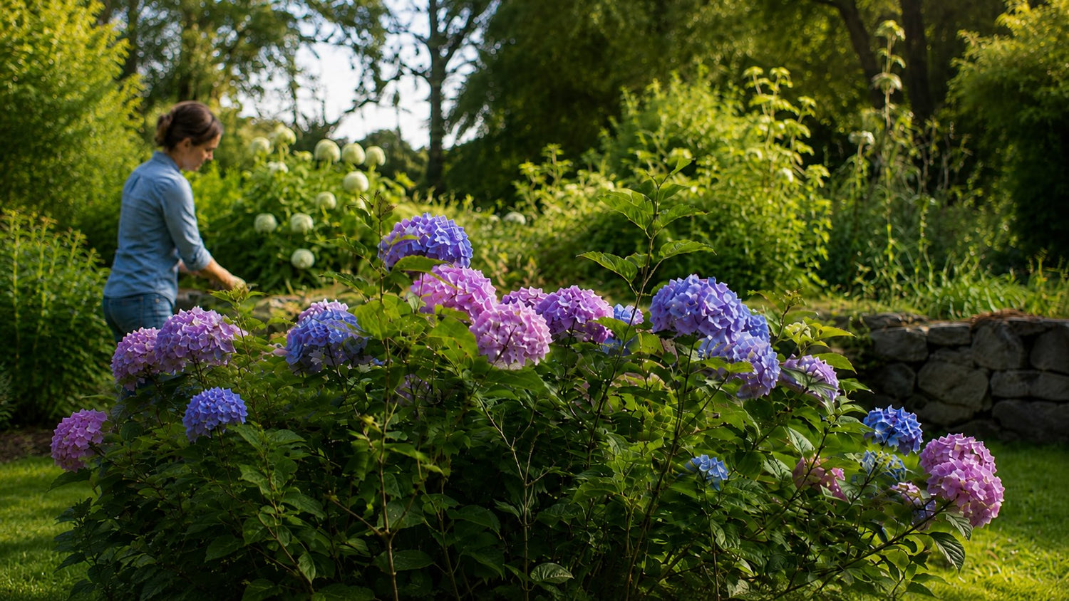 How to Prune Hydrangeas: A Guide to Healthier Growth and Blooms