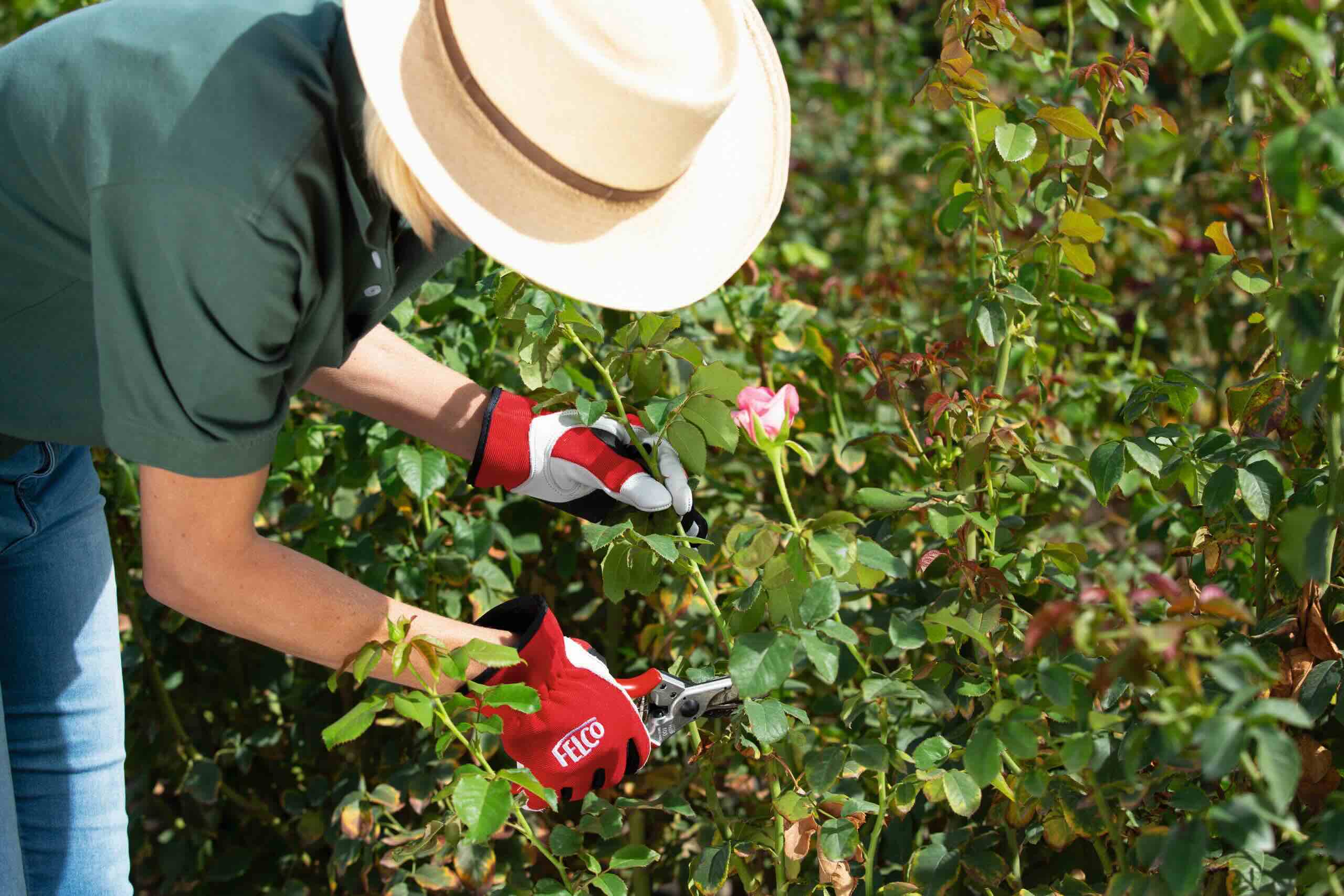 Pruning Shrubs: Why, When & How to Do It Right