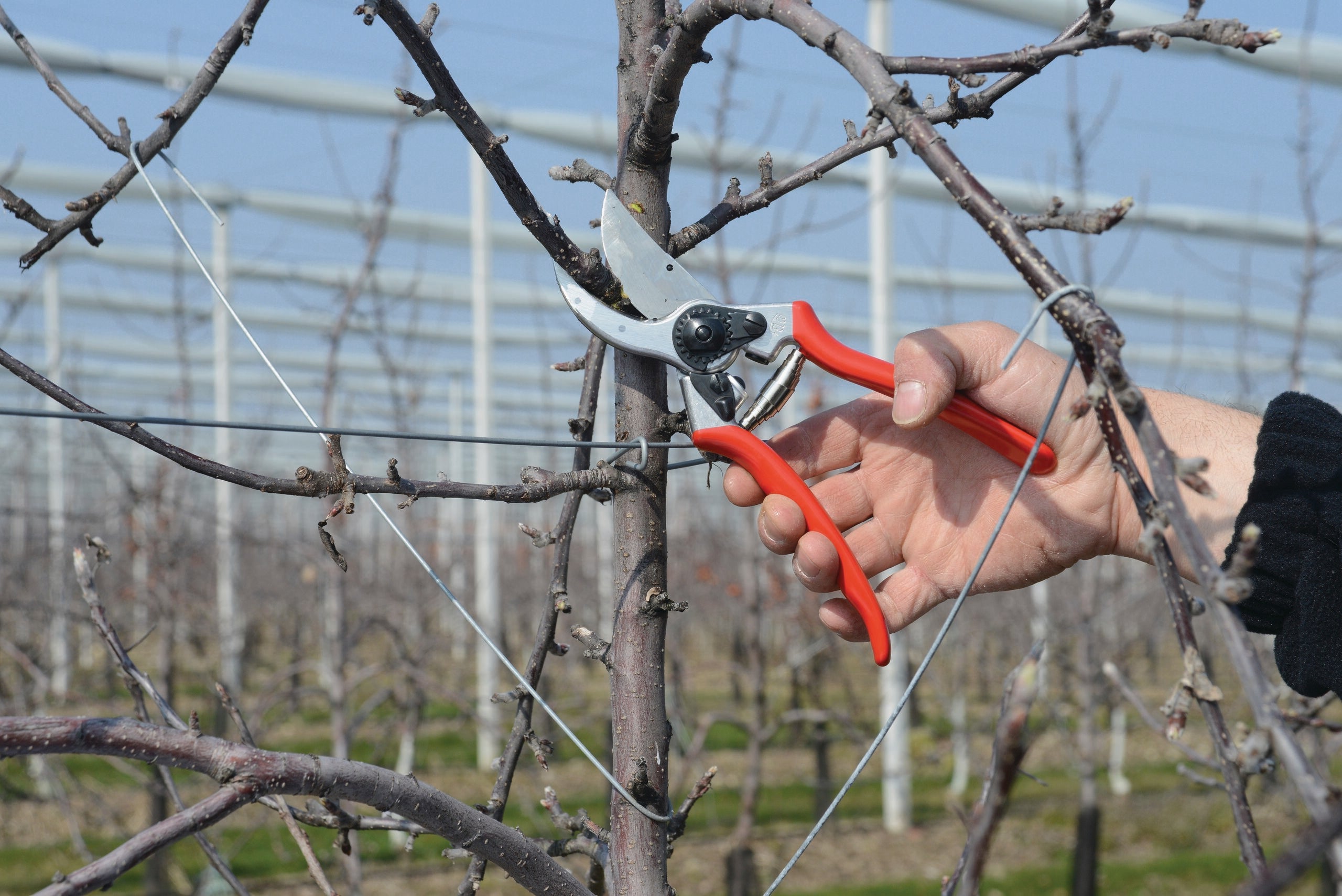 Essential Winter Pruning Tips to Protect Your Garden