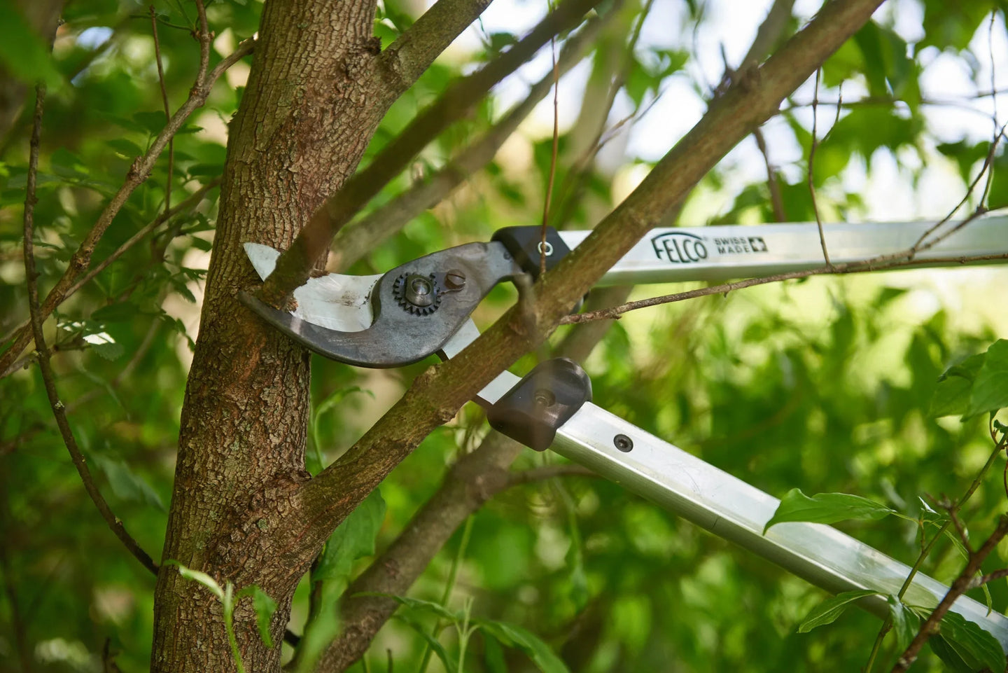 Tree Pruners