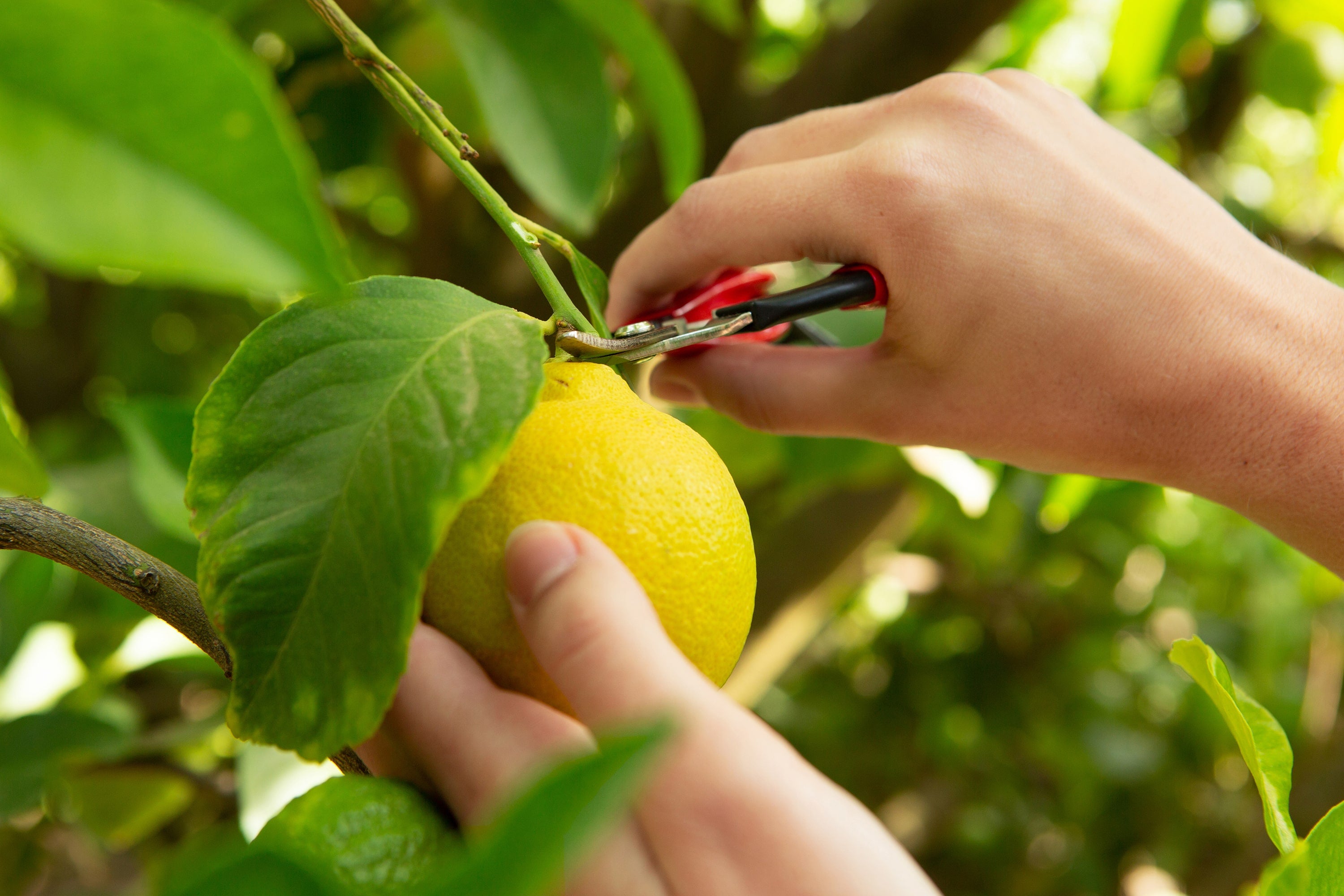 Specialty Crops & Hydroponics