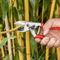 Anvil Pruners