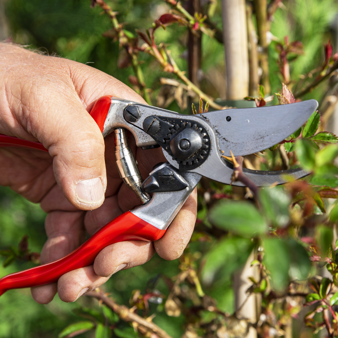 left handed garden scissors FELCO 9 | Large Left-Handed Pruning Shears