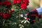 Flower Pruners